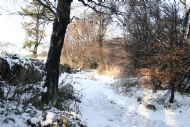 Winter in the Woodland Walk